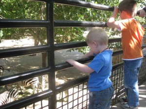 Checking out the zebras